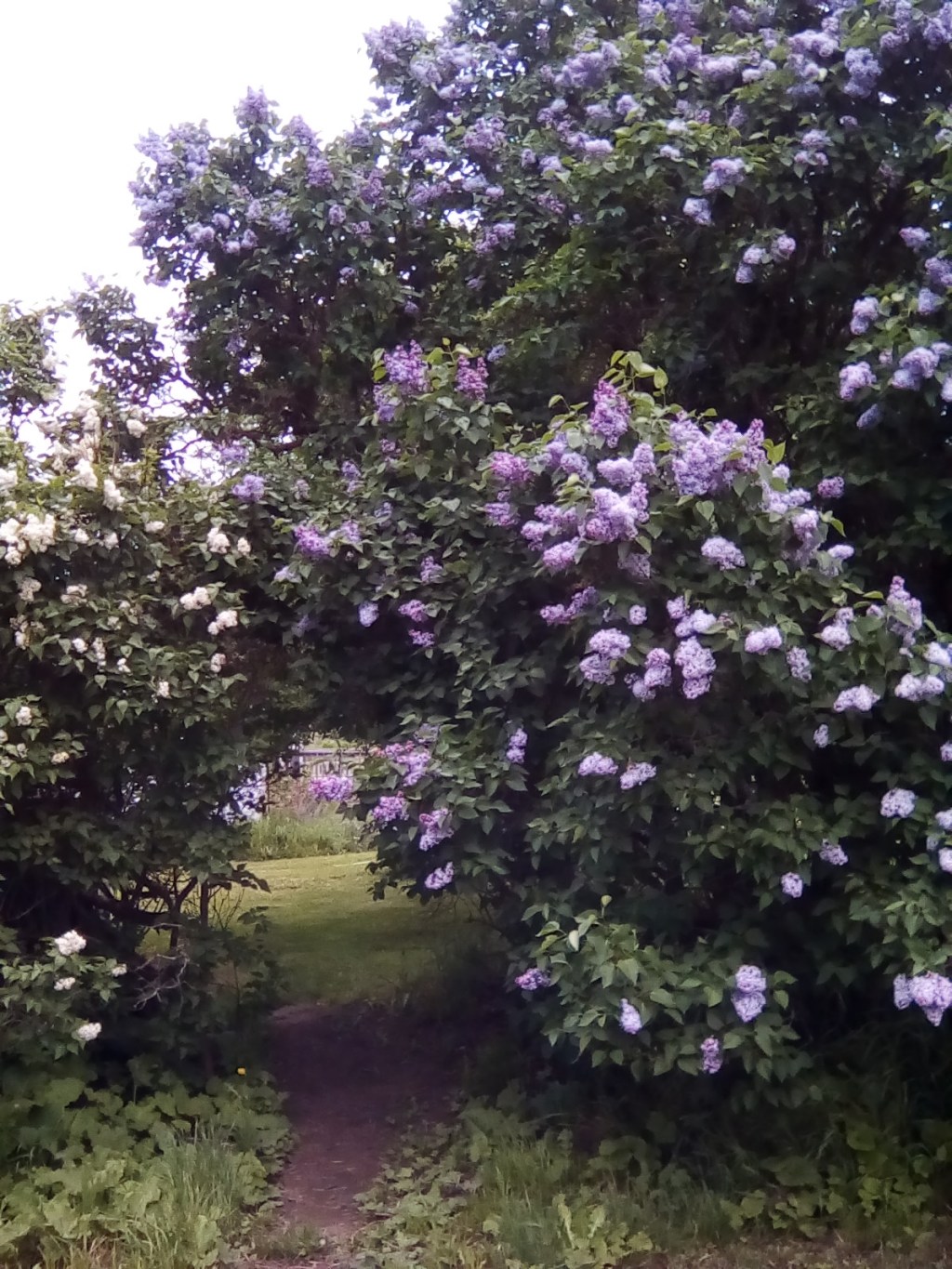 Our garden didn’t exactly follow the plan